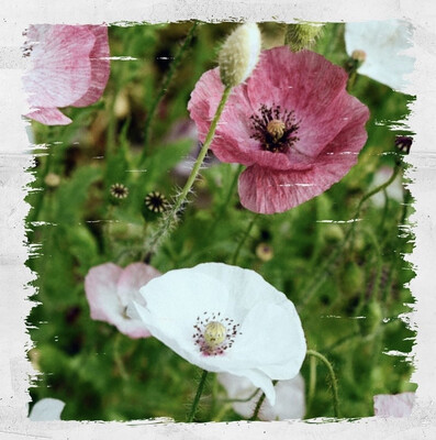 Poppy 'Mother of Pearl'
(Papaver Rhoeas)