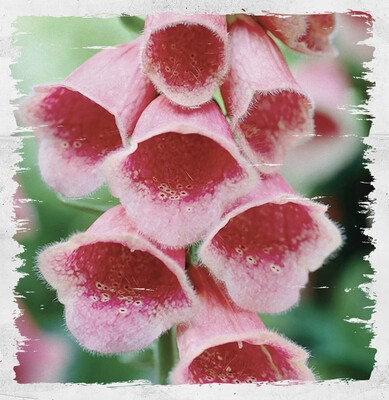 Foxglove 'Summer King' / Strawberry Foxglove
(Digitalis X Mertonensis)