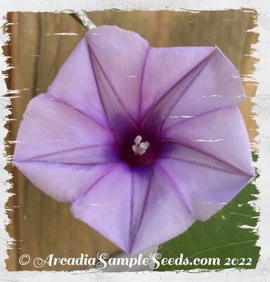 Lavender / Purple Flowered Moon Vine
(Ipomoea turbinata)