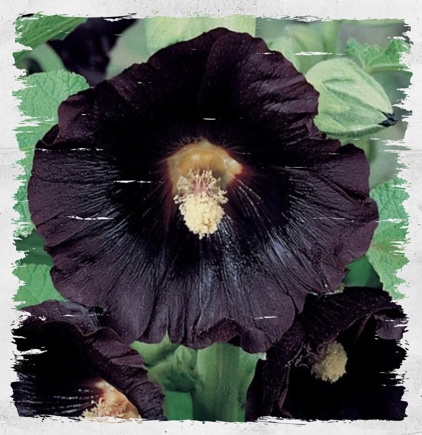 Black Hollyhock 
(Alcea rosea)