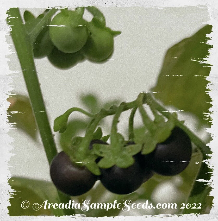 Berry 'Sunberry' AKA Wonderberry
(Solanum burbankii)