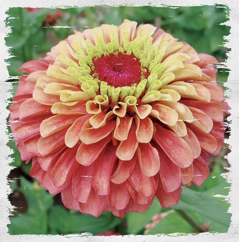 Zinnia 'Queen Red Lime'
10+ Seeds