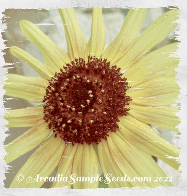 Sunflower 'Moonshine' (Helianthus annuus)