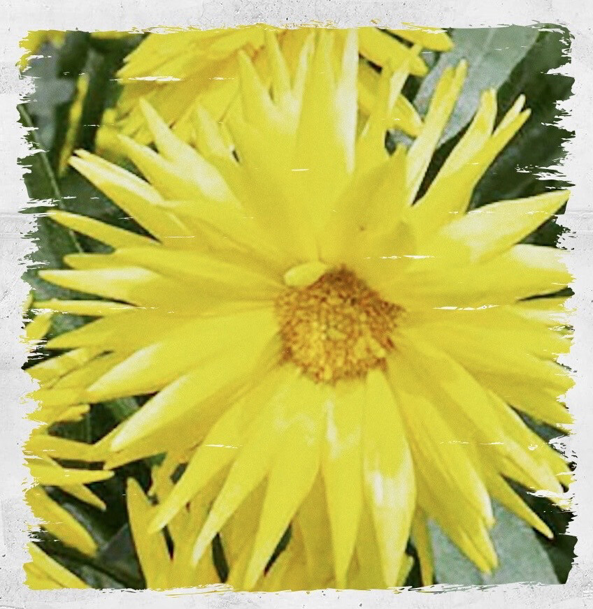 Arcadia Sample Seeds