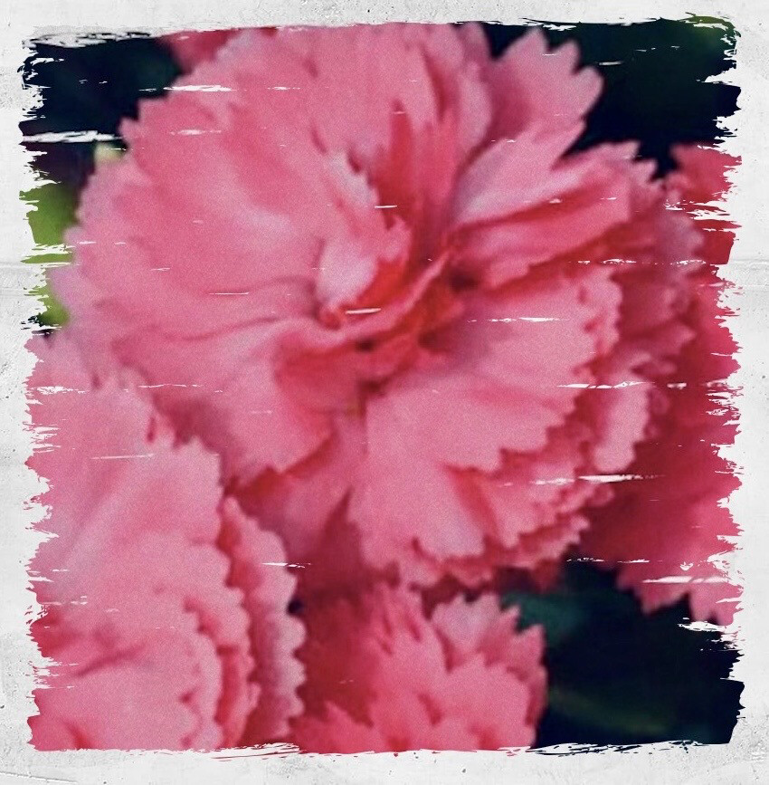 Clove Pinks ‘Grenadin Pink'
(Dianthus caryophyllus)