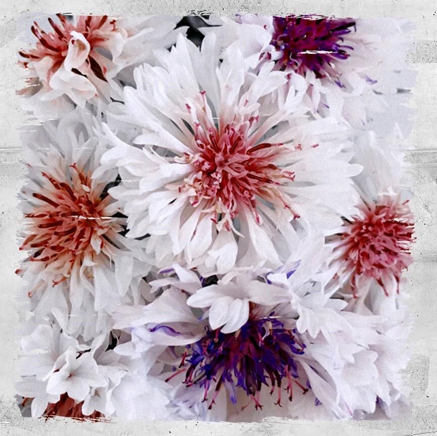 Cornflower 'Frosty Mix'
(Centaurea cyanus)
