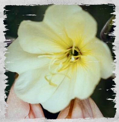 Evening Primrose 'Lemon Sunset'
(Oenothera odorata)