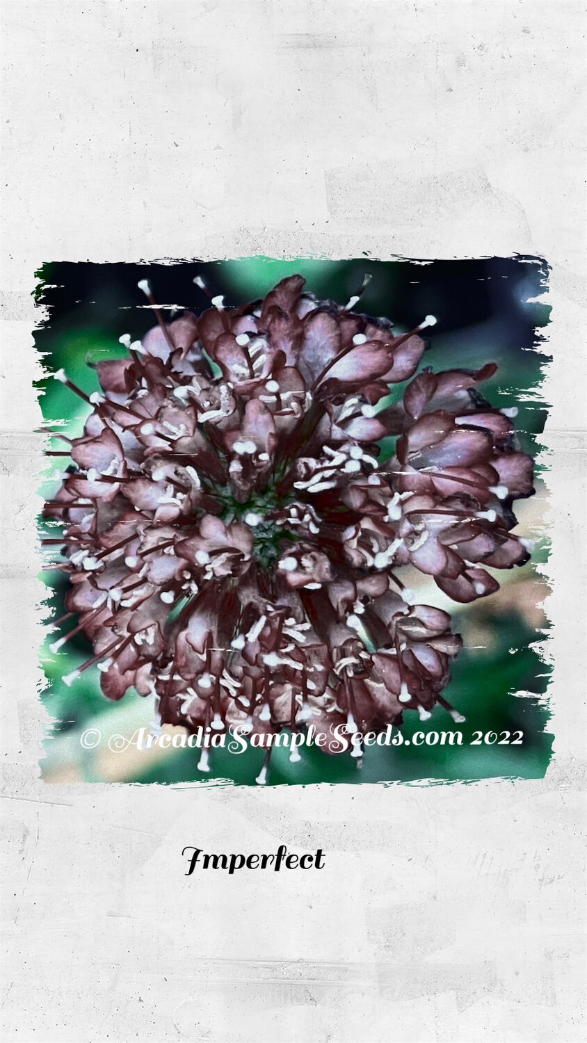 Pincushion Flower 'Black Knight' Mourningbride
(Scabiosa Atropurpurea)