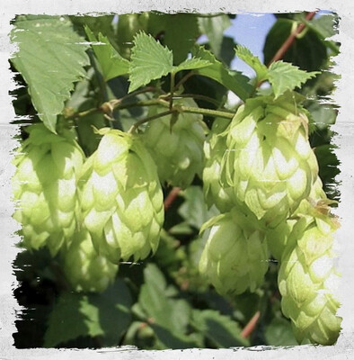 Hops (German Strain) Vine
(Humulus lupulus)