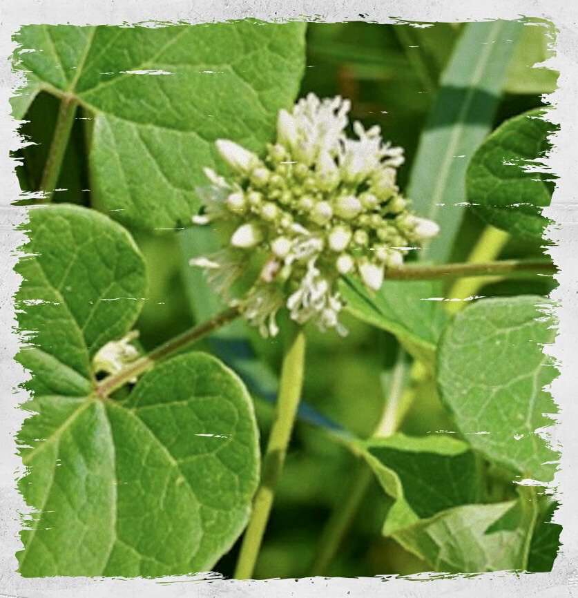 Milkweed 'Bluevine' / 'Honeyvine'
(Cynanchum laeve)