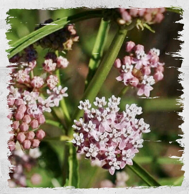 Milkweed 'Mexican Whorled' 
(Asclepias fascicularis)