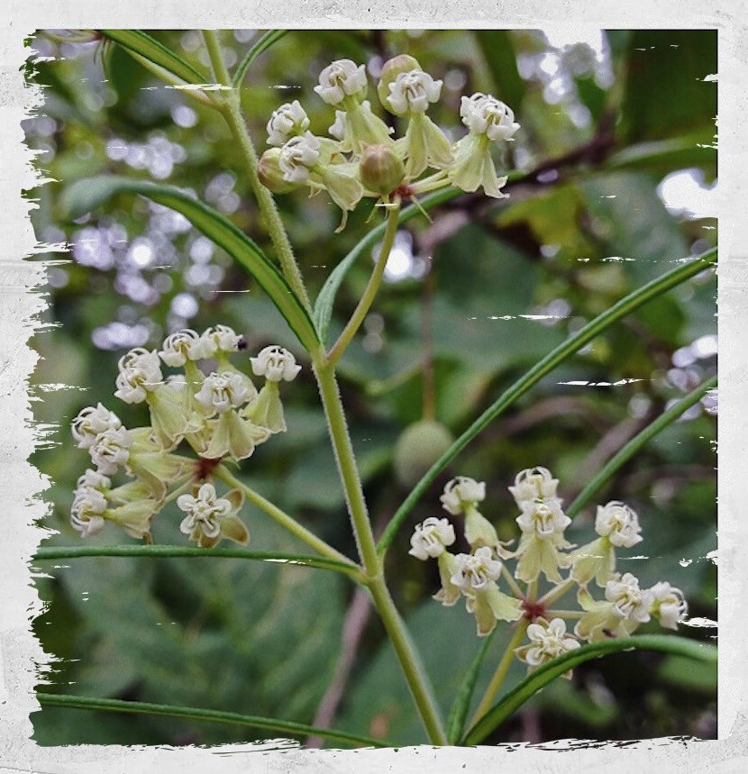 Milkweed 'Whorled'
(Asclepias verticillata)