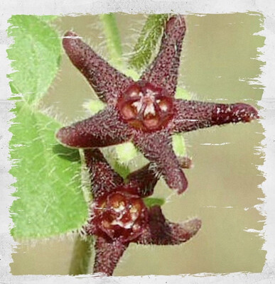 Purple Milkweed Vine / Star Milkvine
(Matelea biflora)