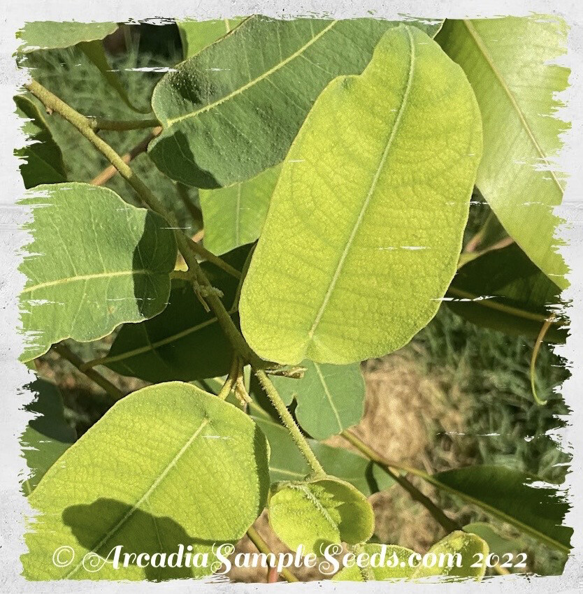 Lemon Eucalyptus / Lemon Scented Gum
(Corymbia citriodora)