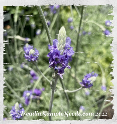 Lavender, Egyptian 'Fern Leaf'
(Lavandula Multifida)