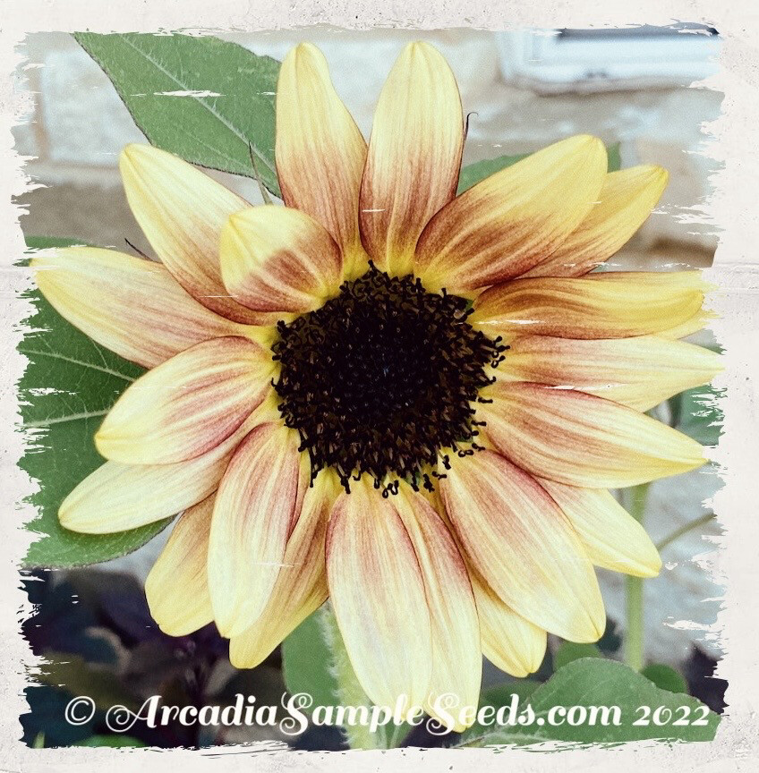 Sunflower 'ProCut® Plum' F1 (Helianthus annuus)