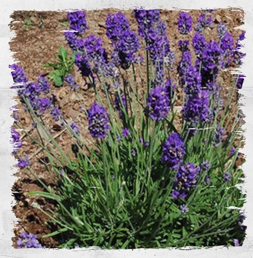 Lavender, Spike 'Muffets Children'
(Lavandula spicata)