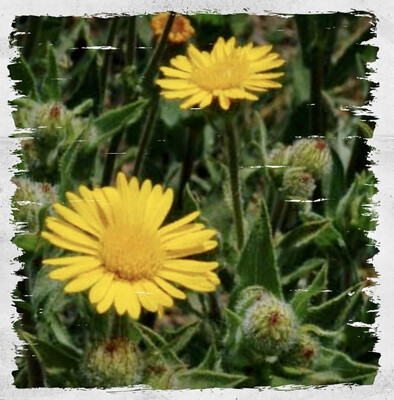 Mexican Arnica 
(Heterotheca inuloides)