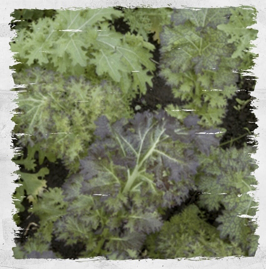 Mustard 'Dragon Feathers' Mix
(Brassica juncea)