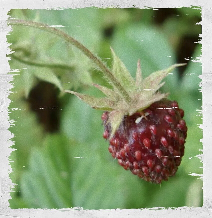 Musk Strawberry / Hautboy Strawberry
(Fragaria Moschata)