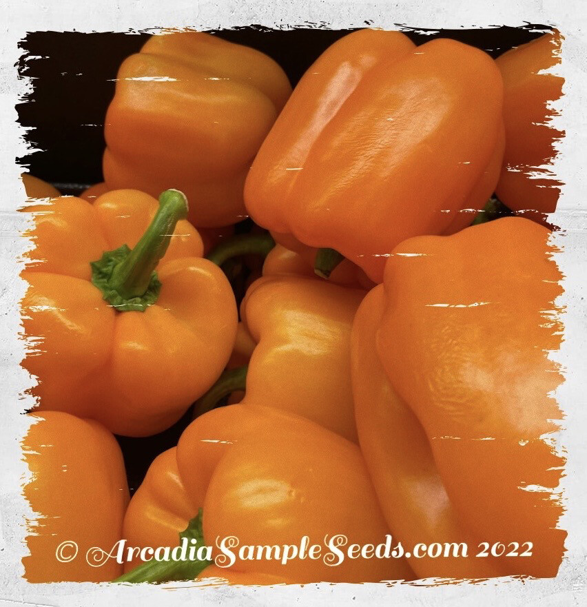 Pepper 'Orange Sun' Sweet Bell
(Capsicum annum)