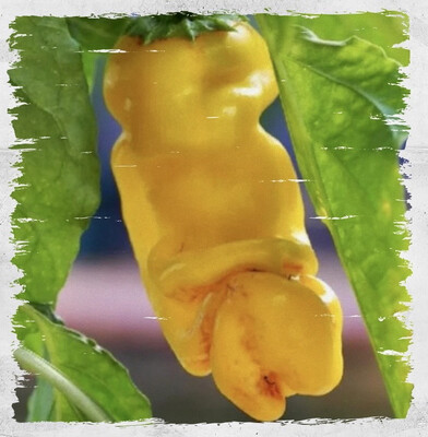 Pepper 'Peter Pepper Yellow'
(Capsicum annum)