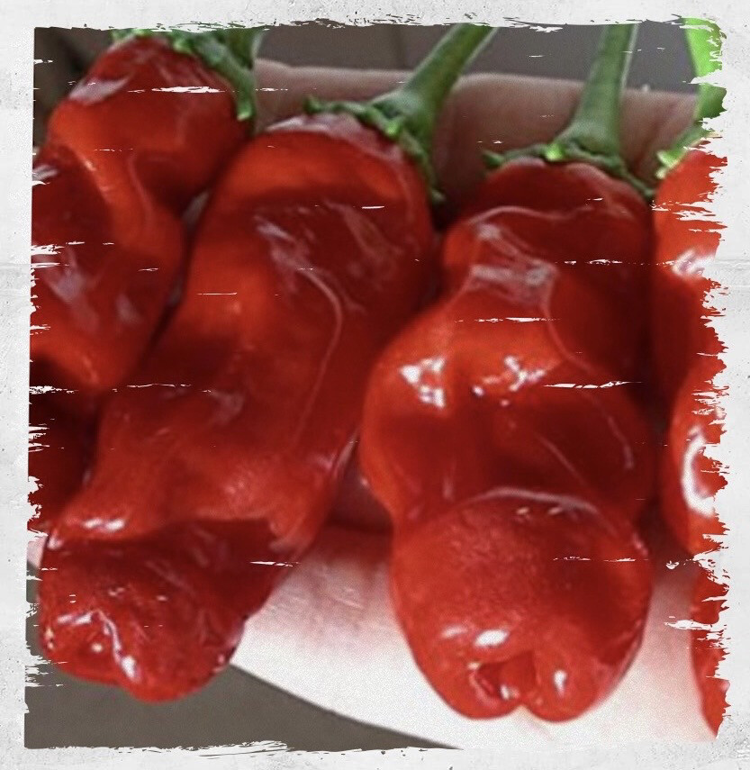 Pepper 'Peter Pepper Red'
(Capsicum annum)