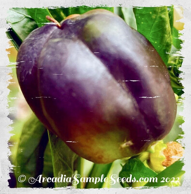 Pepper 'Purple Beauty'
(Capsicum annum)