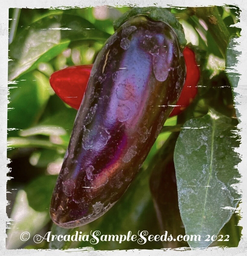 Pepper 'Purple Jalapeño'
(Capsicum annum)