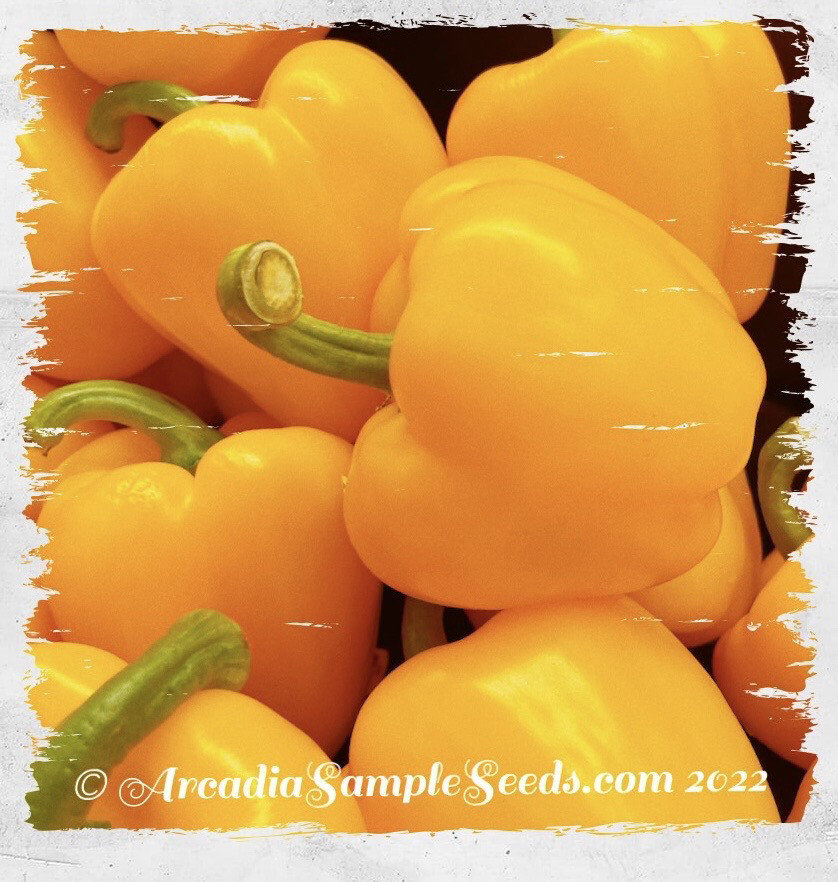 Pepper 'Sunbright' Sweet Bell
(Capsicum annum)