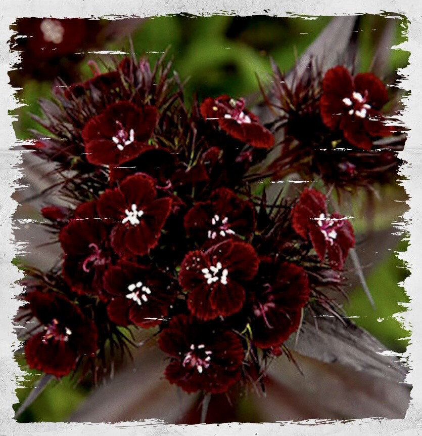 Poet's Pink 'Sooty' (Dianthus barbatus nigrescens)