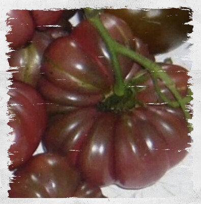 Tomato 'Purple Calabash' (Solanum lycopersicum)