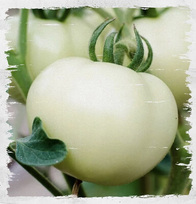 Tomato 'Great White' (Solanum lycopersicum)