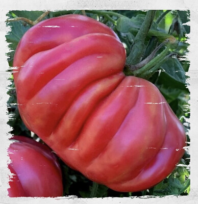 Tomato 'Zapotec Pleated' (Solanum lycopersicum)