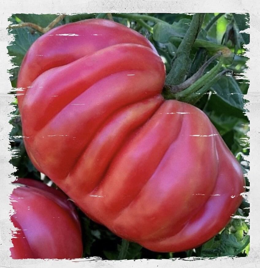 Tomato 'Zapotec Pleated' (Solanum lycopersicum)