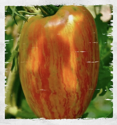 Tomato 'Speckled Roman' (Solanum lycopersicum)