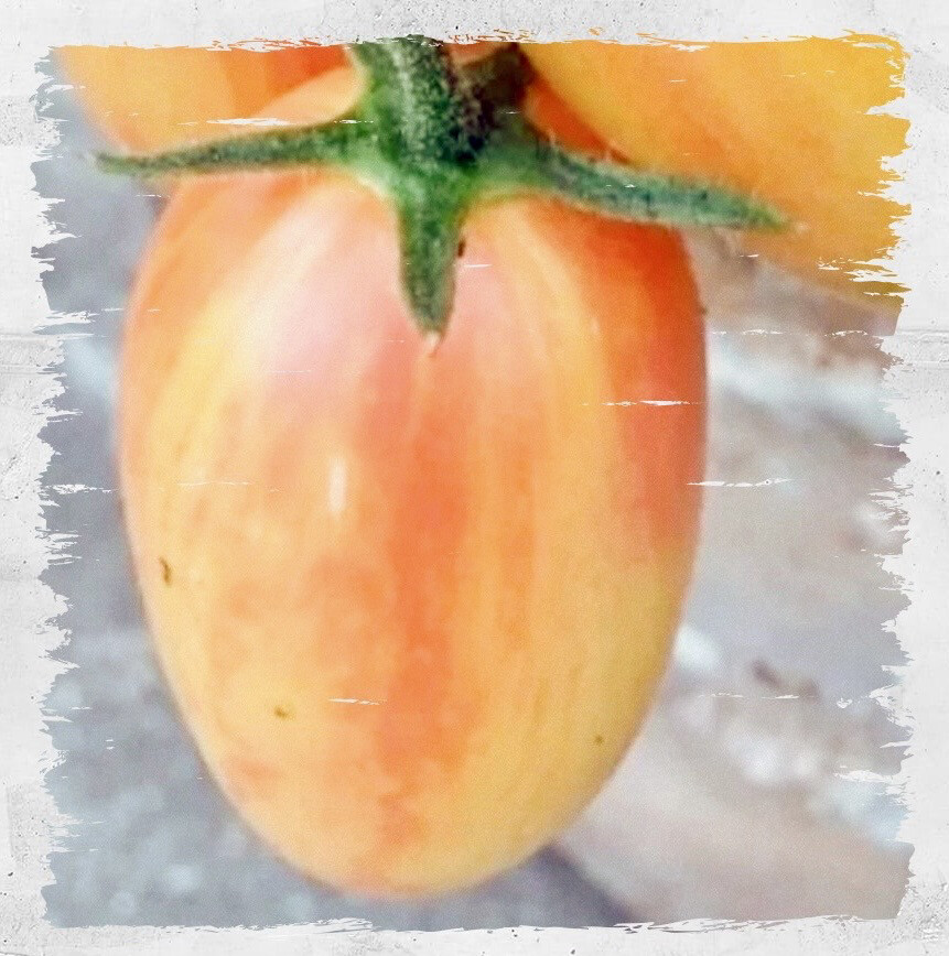 Tomato 'Blush Artisan Cherry' (Solanum lycopersicum)