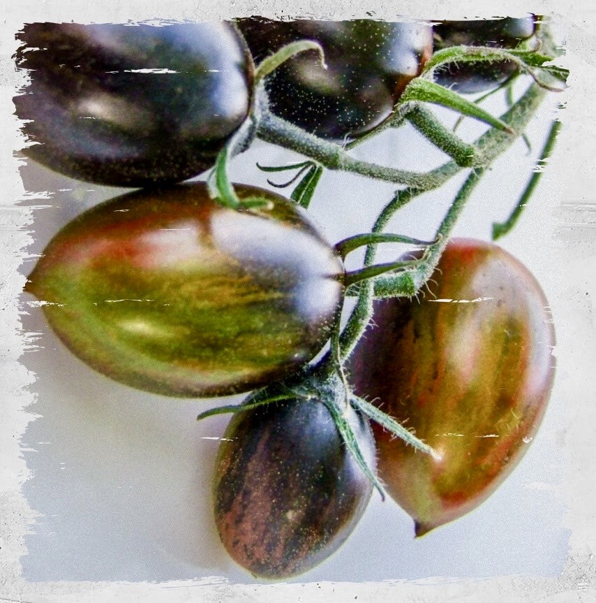 Tomato 'Brad's Atomic Grape' (Solanum lycopersicum)