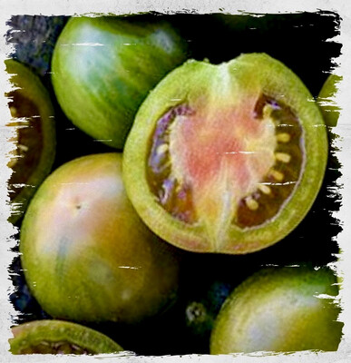 Tomato 'Evil Olive' (Solanum lycopersicum)