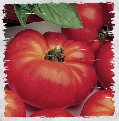 Tomato 'Super Marmande' (Solanum lycopersicum)