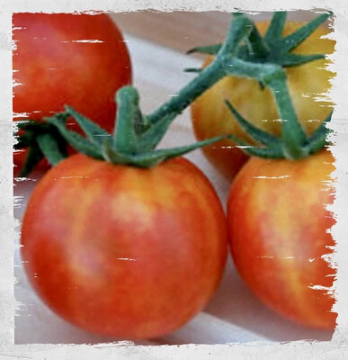 Tomato 'Isis Candy' Cherry (Solanum lycopersicum)