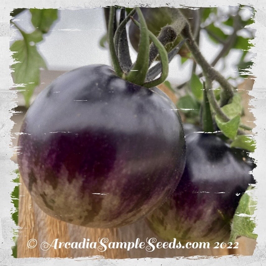 Tomato 'Stripes of Yore' (Solanum lycopersicum)