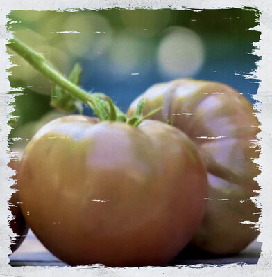 Tomato 'Vintage Wine' (Solanum lycopersicum)