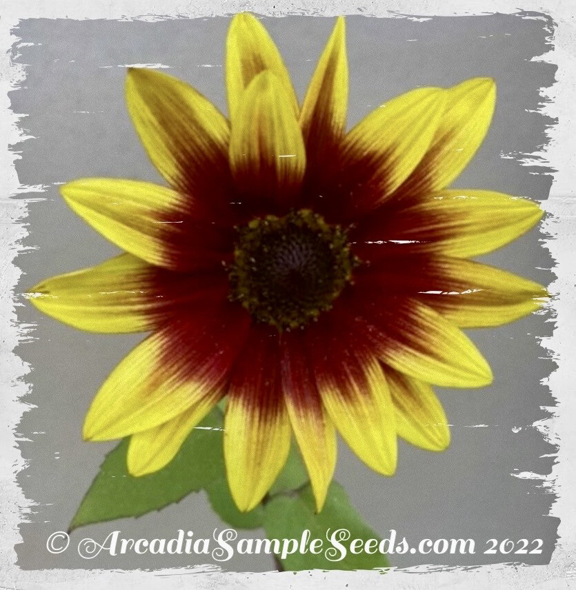 Sunflower 'Strawberry Lemonade Mix' (Helianthus annuus)