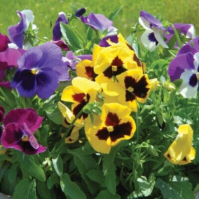 ANNUAL FLOWERS: Pansy Large Flower Mix - FULL FLAT (36 plants)