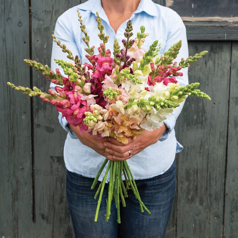 ANNUAL FLOWERS: Snapdragons, Rocket Mix - FULL FLAT (36 plants)