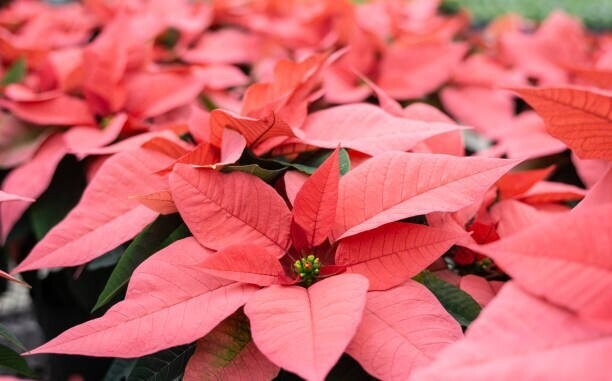 8" Pink Poinsettia