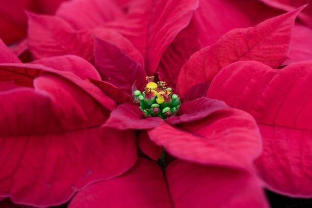 8" Red Poinsettia
