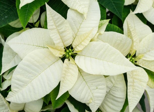 8" White Poinsettia