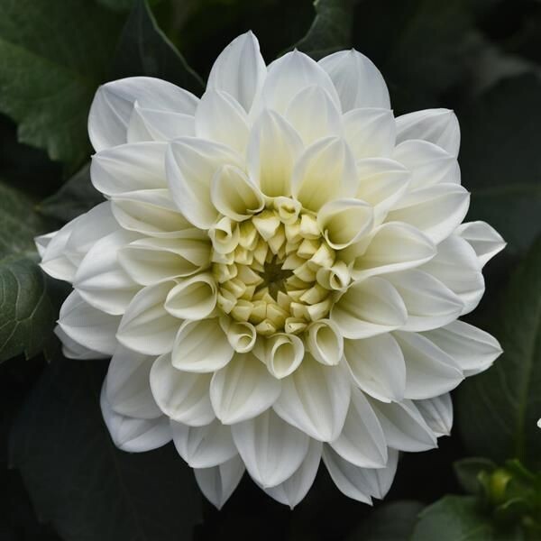 Pretty for Pots Sampler - HALF FLAT (8 plants)